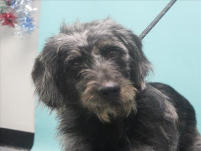 SABRINA, German Wirehaired Pointer Mix, adult, available for adoption