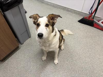 a white and brown dog with floppy ears sitting on a gray floor