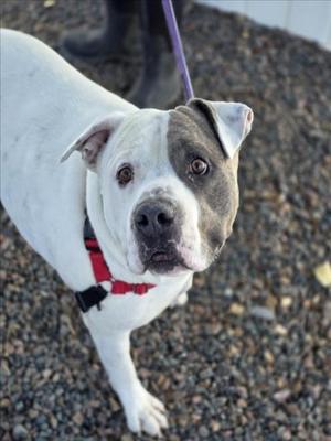 TOLLHOUSE, American Staffordshire Terrier Mix, adult, available for adoption