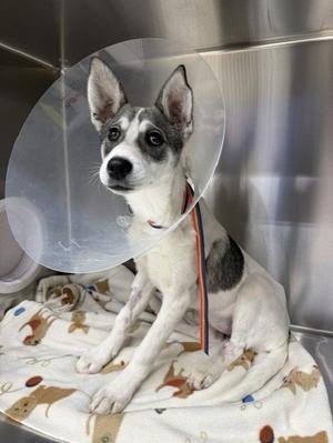 A small dog with white and black fur, wearing a cone collar, sitting on a blanket with animal patterns in a metal enclosure.