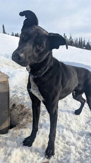 TWO, Husky / Pointer, adult, available for adoption