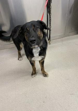 SLIM, Australian Shepherd, young, available for adoption