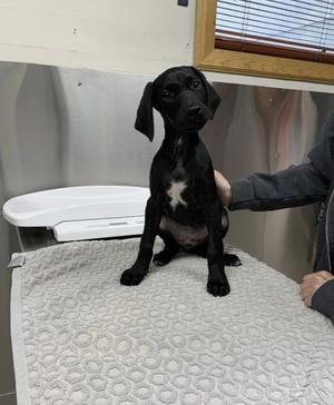 *SPACE PRINCESS, Hound, puppy, available for adoption
