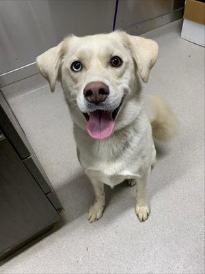 A light-colored dog with floppy ears and a pink tongue is sitting on a gray floor, looking up at the camera with a happy expression.