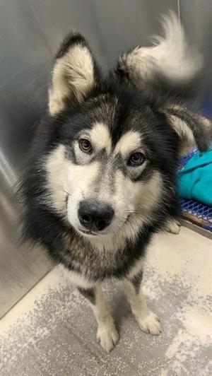 PUP, Alaskan Malamute, young, available for adoption