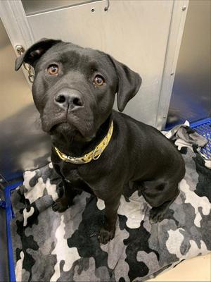 ELECTRA, Labrador Retriever / Pit Bull Terrier, young, available for adoption