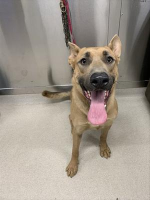 A happy dog with a pink tongue sticking out, sitting on a gray floor in a room with a metal wall.