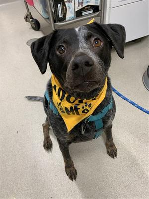 *MUDGEE, Australian Cattle Dog/Blue Heeler, adult, available for adoption