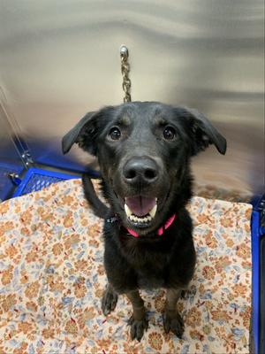 BEBUN, Labrador Retriever, adult, available for adoption
