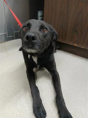 ONE, Husky / Pointer, adult, available for adoption
