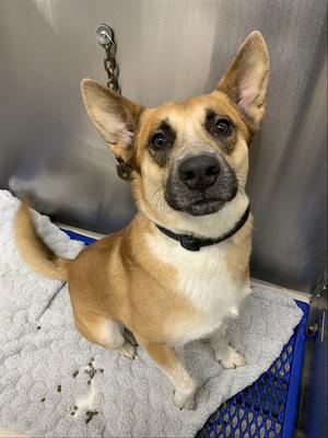 RICO, Husky / Australian Cattle Dog/Blue Heeler, adult, available for adoption