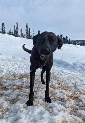 FOUR, Husky / Pointer, adult, available for adoption