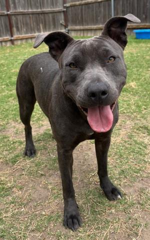 Stormi, Pit Bull Terrier, young, available for adoption