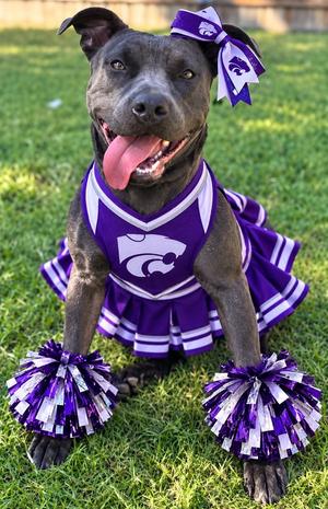 Stormi, Pit Bull Terrier, young, available for adoption