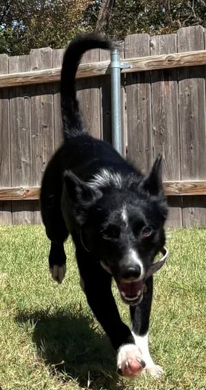 Calioupe, Border Collie, young, available for adoption