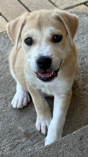 Dumpling, Labrador Retriever, puppy, available for adoption