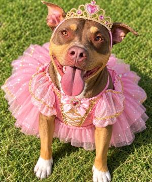Shuga, Pit Bull Terrier, young, available for adoption