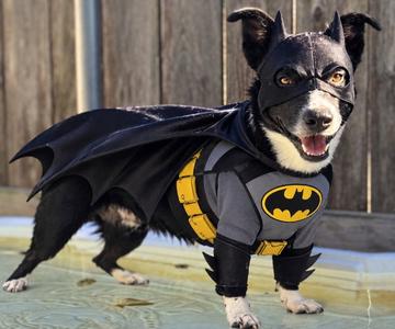 Atlas, Border Collie, adult, available for adoption