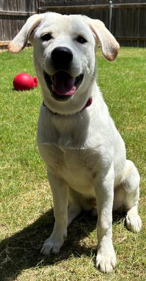Marley, Labrador Retriever, young, available for adoption