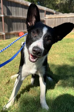 Leo, Border Collie, adult, available for adoption