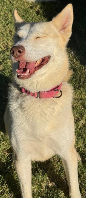 Loki, Husky, adult, available for adoption