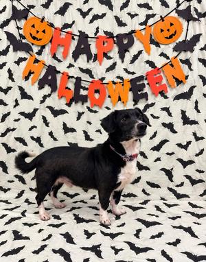 Fred, Dachshund / Chihuahua, adult, available for adoption