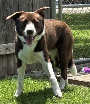 Pratt, German Shorthaired Pointer / Labrador Retriever, young, available for adoption
