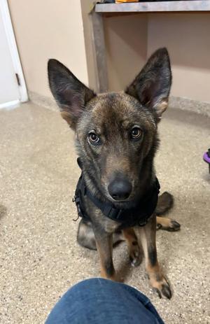 Max, Dutch Shepherd, young, available for adoption