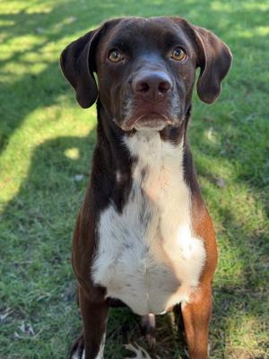 Tiny Tim, Labrador Retriever / German Shorthaired Pointer, adult, available for adoption
