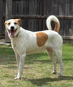 Betsy, Labrador Retriever / Foxhound, adult, available for adoption