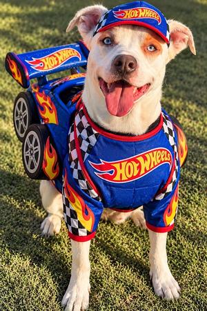 Remmy, Pit Bull Terrier / Husky, adult, available for adoption