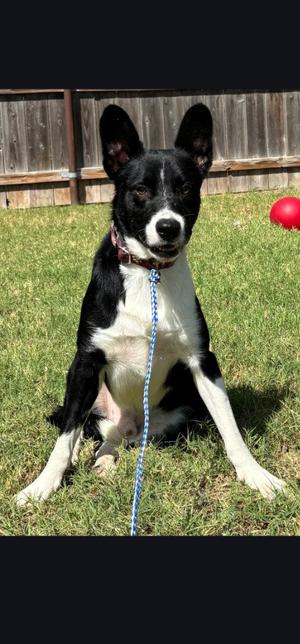 Teddy, Border Collie, young, available for adoption