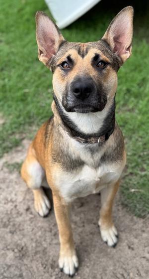Meatball, German Shepherd Dog, adult, available for adoption