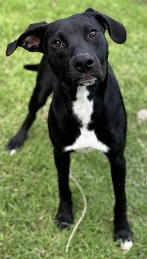 Captain, Labrador Retriever, young, available for adoption