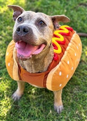 Skye, Pit Bull Terrier, adult, available for adoption