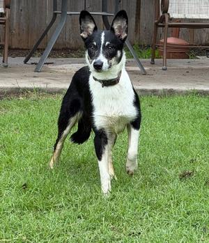 Tyler, Terrier, young, available for adoption