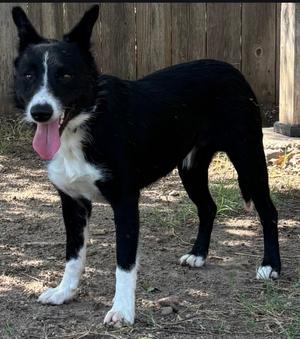 Red Collar( Apache), Border Collie, adult, available for adoption
