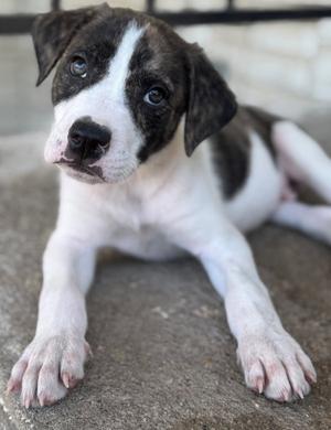 Finn, Labrador Retriever, puppy, available for adoption