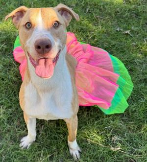 Autumn, Whippet, young, available for adoption