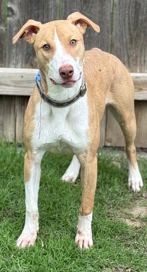 Autumn, Whippet, young, available for adoption