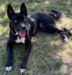 Lady, Husky / Shepherd, young, available for adoption