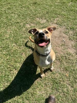 Banshee, Shepherd, adult, available for adoption