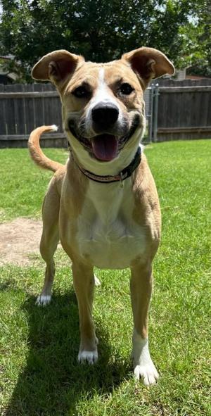 Banshee, Shepherd, adult, available for adoption
