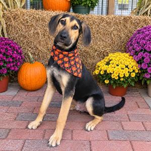 Koe, Mixed Breed, young, available for adoption