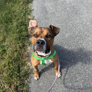 Nico, Mixed Breed, adult, available for adoption
