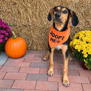 Dylan, Mixed Breed, young, available for adoption