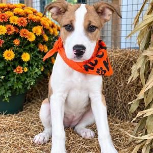 Wyatt, Mixed Breed, young, available for adoption