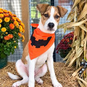 Sam, Mixed Breed, young, available for adoption
