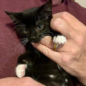 Chessie, kitten, available for adoption