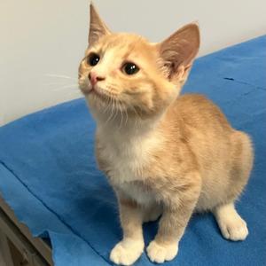 Nala, kitten, available for adoption